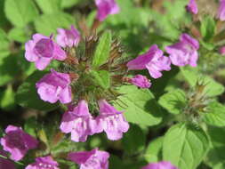 Image of wild basil