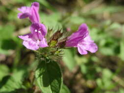 Image of wild basil