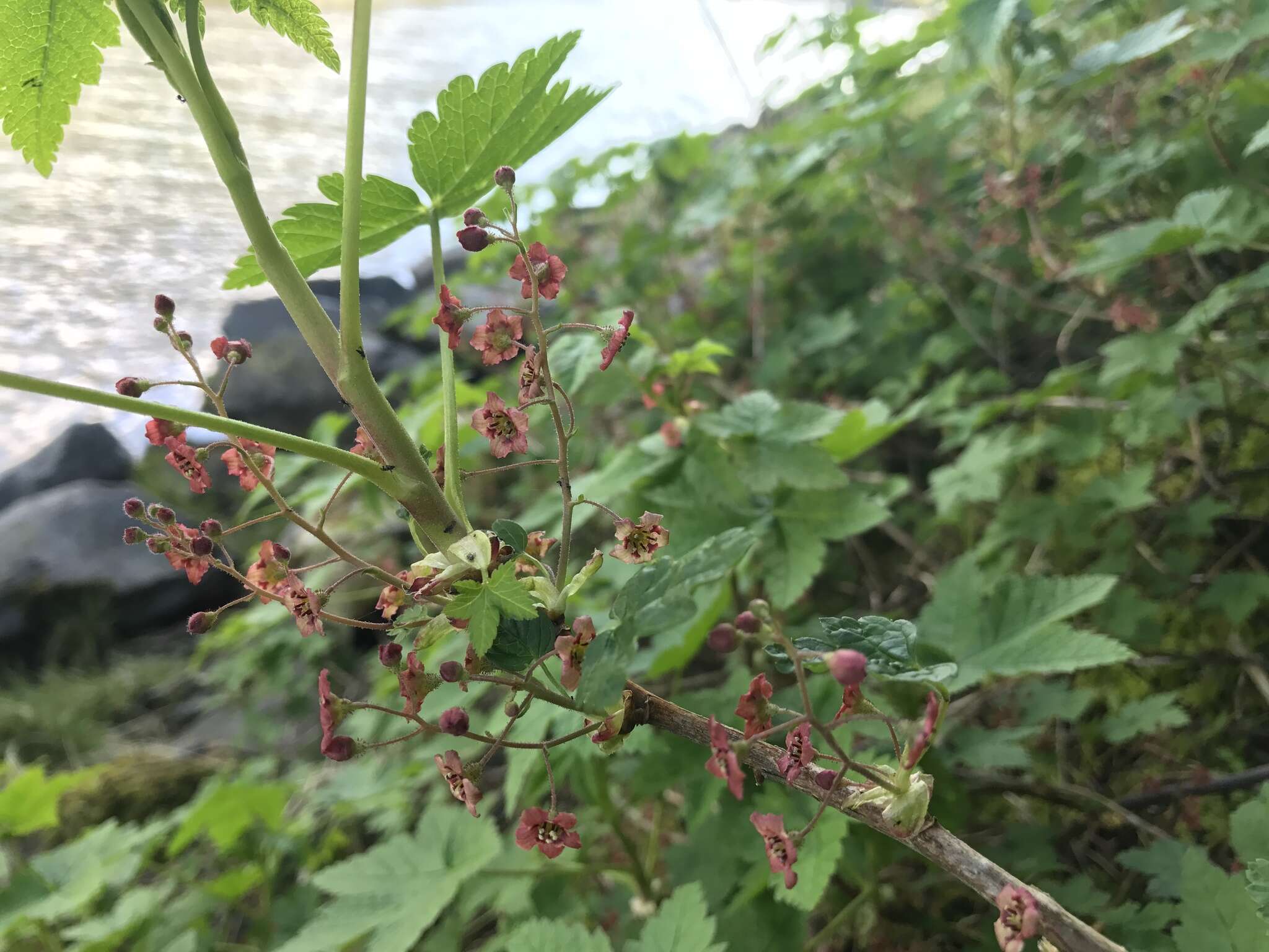 Image of trailing black currant