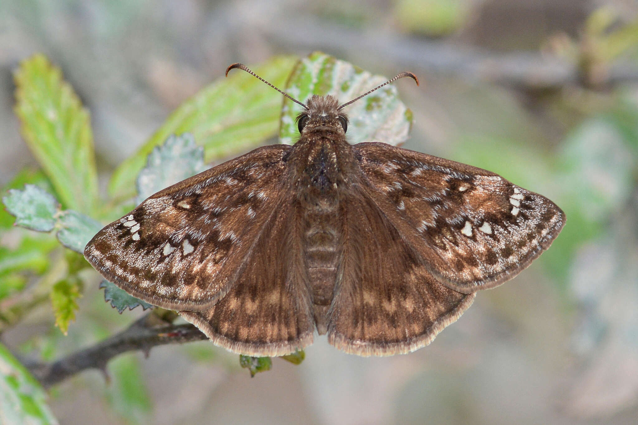 Image of <i>Erynnis <i>juvenalis</i></i> juvenalis