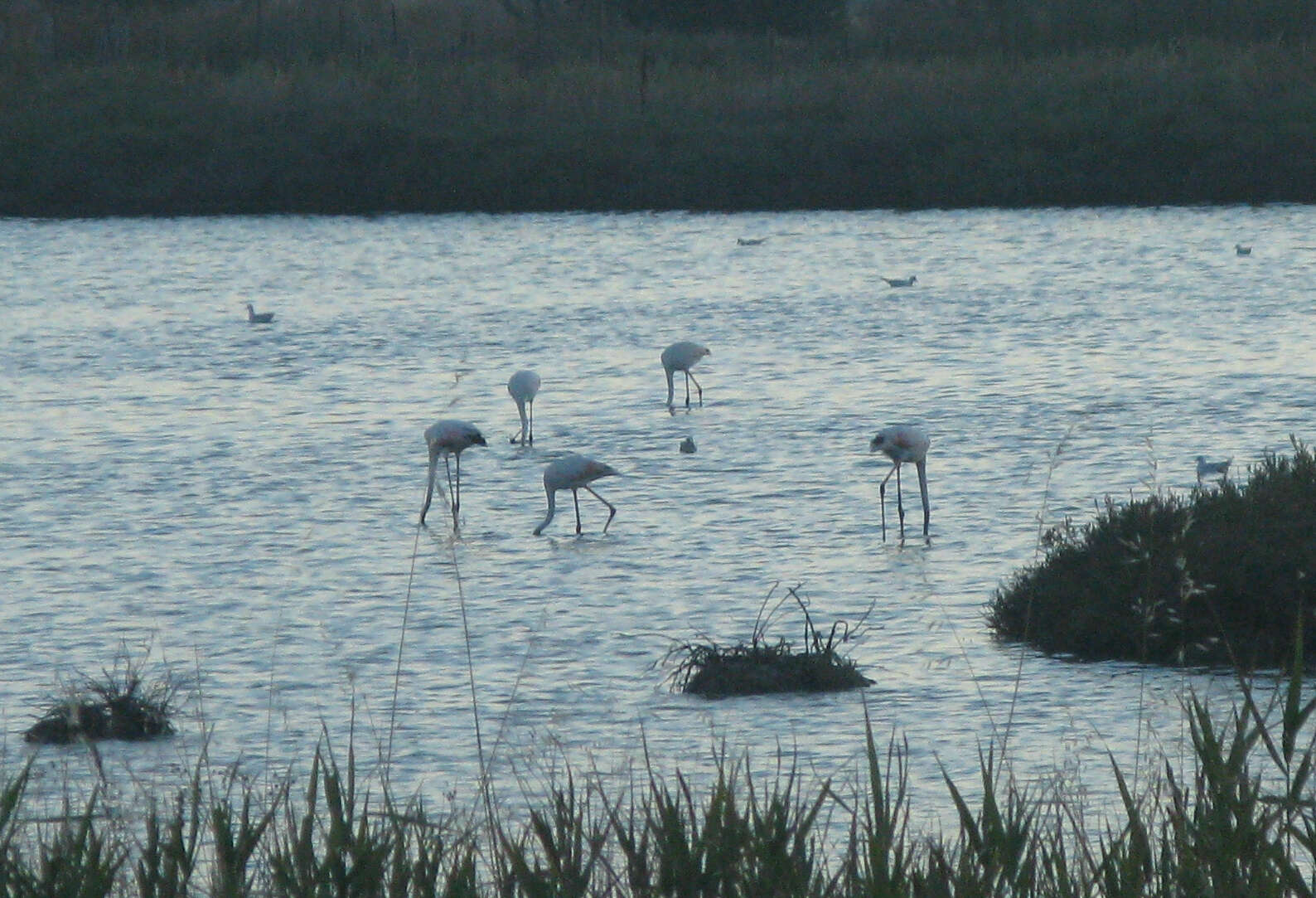 Imagem de Phoenicopterus roseus Pallas 1811