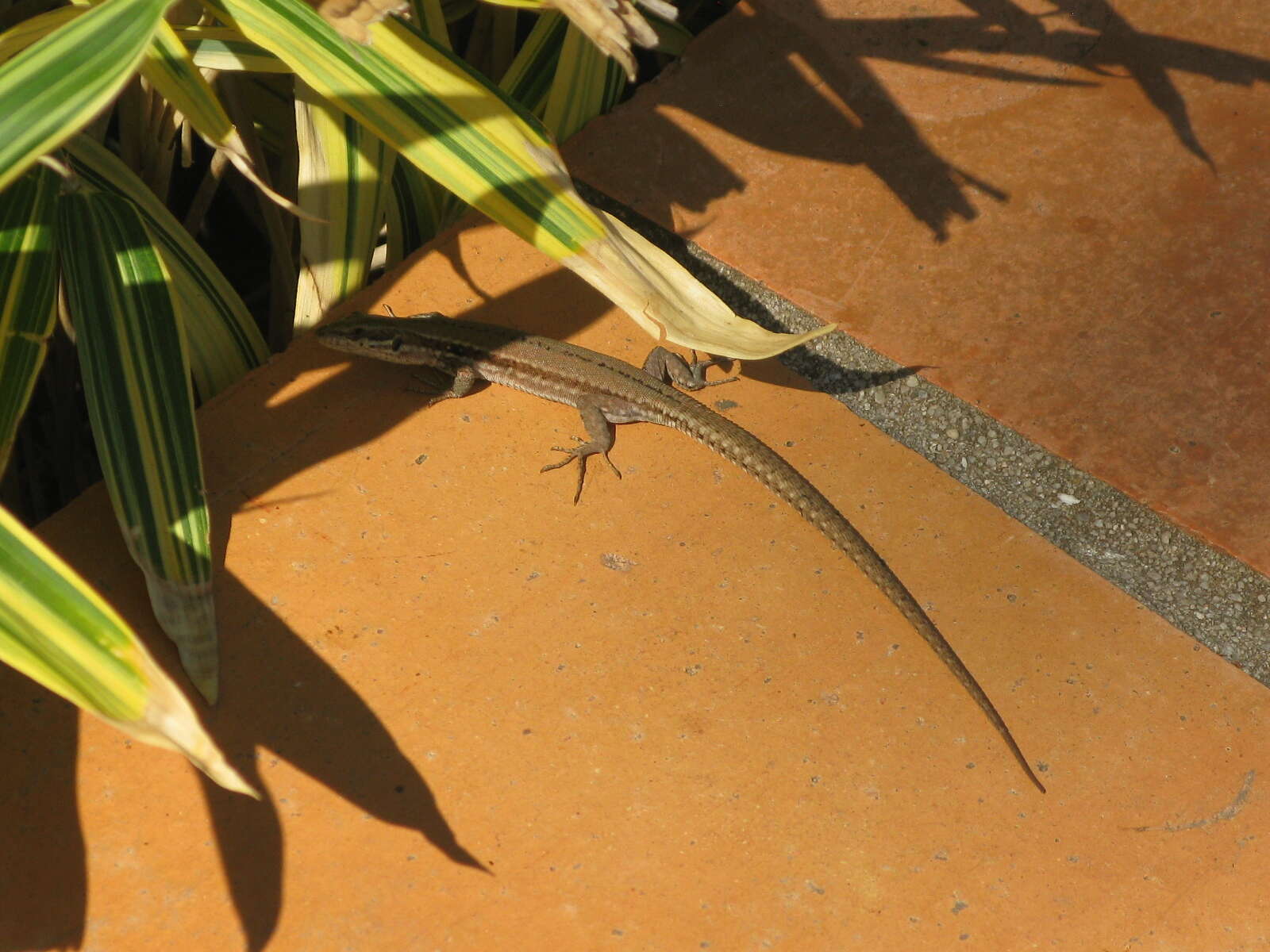 Psammodromus algirus (Linnaeus 1758) resmi