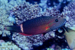 Image of Ringtail maori wrasse