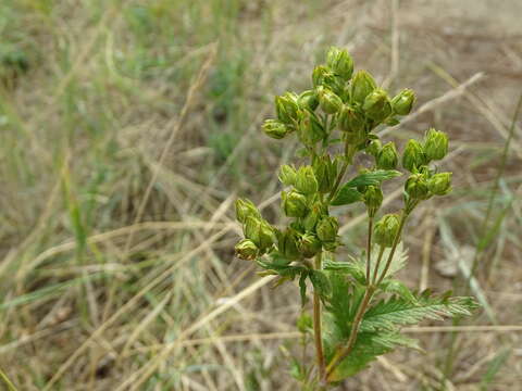 Image of Potentilla tanacetifolia