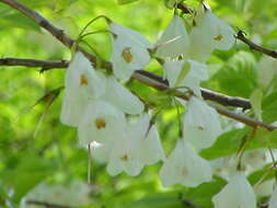 Image de Halesia carolina L.