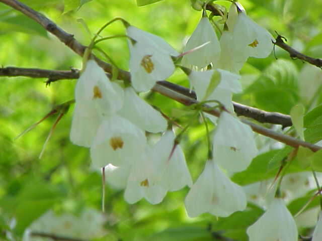 Image de Halesia carolina L.