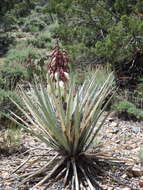 Imagem de Yucca baccata var. baccata