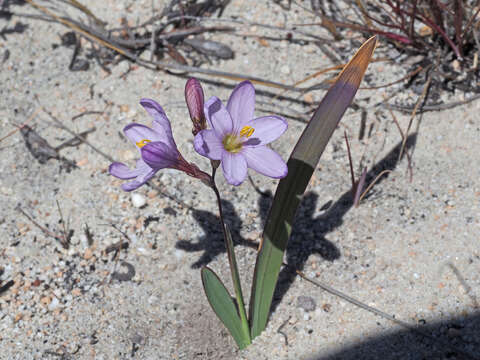 Image of Ixia latifolia D. Delaroche