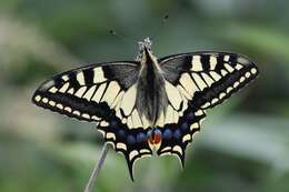 Image of Old World Swallowtail