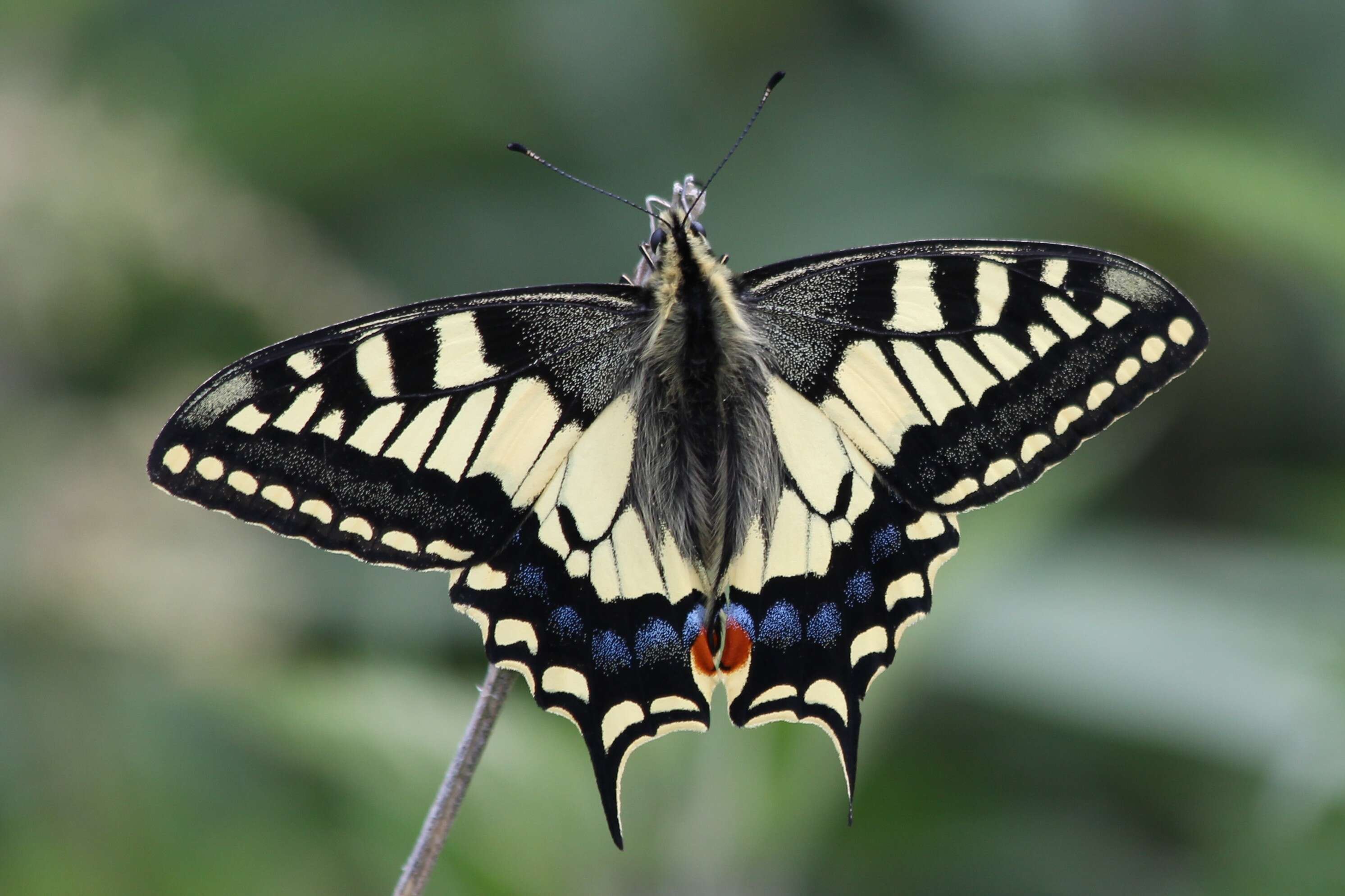 Image of Old World Swallowtail