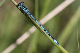 Image of Southern Damselfly