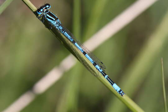 Image of Southern Damselfly