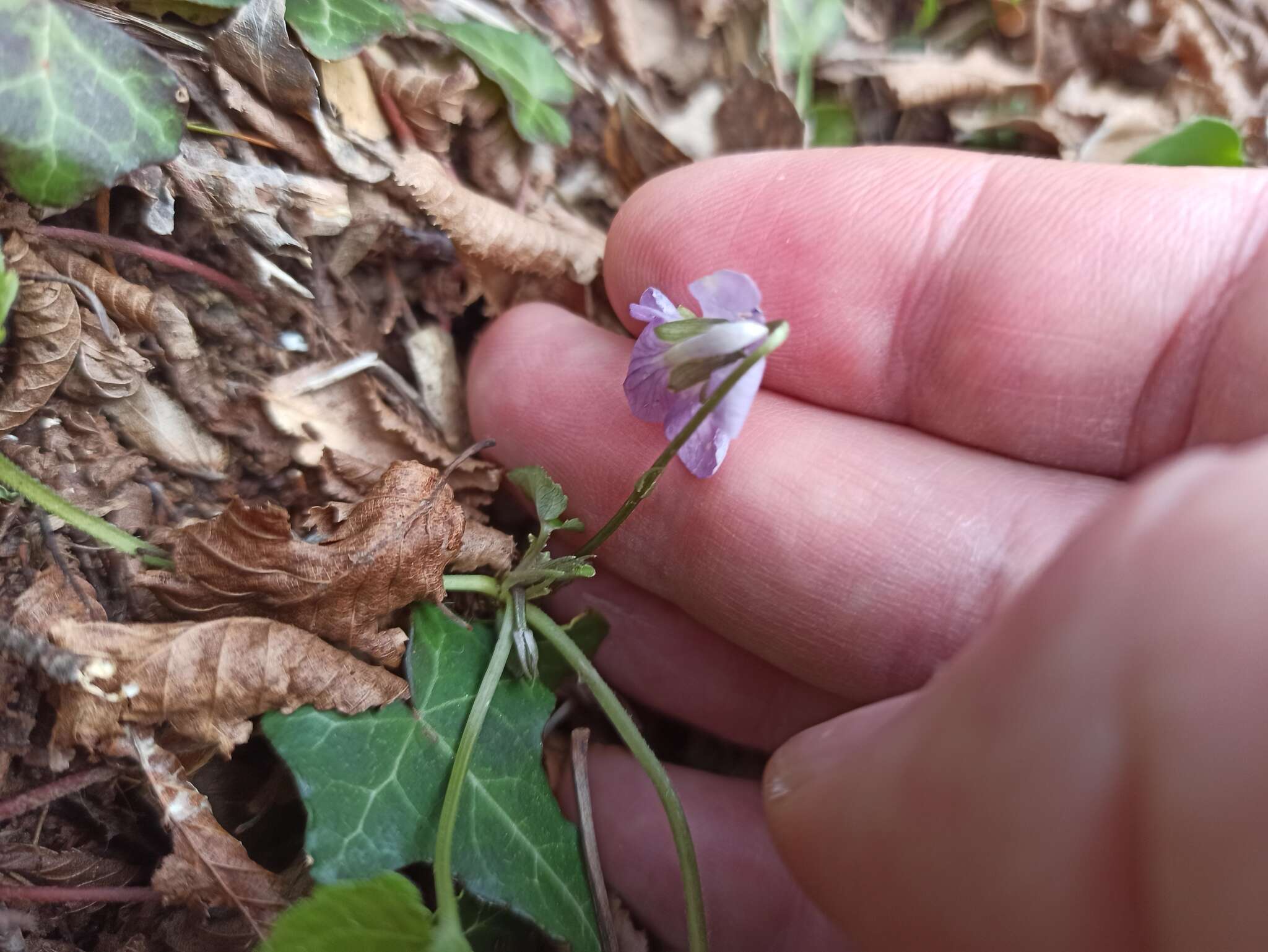 Image de Viola suavis subsp. austrodalmatica Mereda & Hodálová