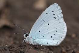 Image of holly blue