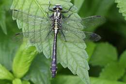 Image of Club-tailed Dragonfly