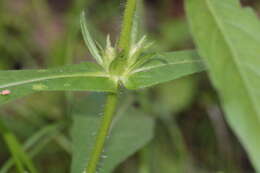 Image of yellowfruit horse-gentian