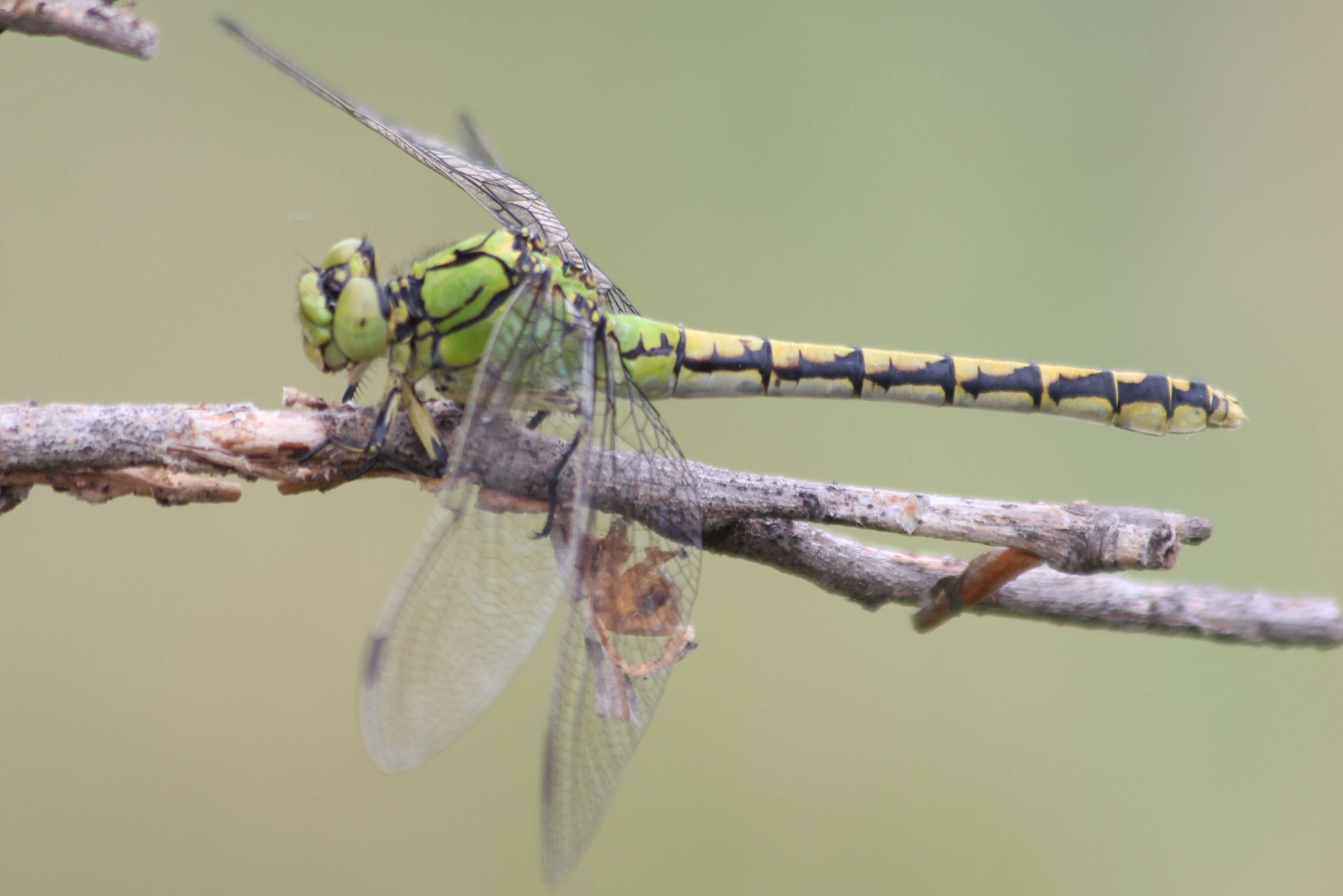 Image of Green Gomphid