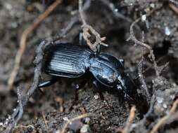 Image of Pterostichus (Bothriopterus) mutus (Say 1823)