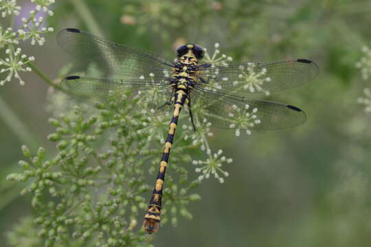 Image of Green-eyed Hooktail