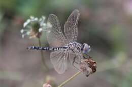 Imagem de Selysiothemis Ris 1897