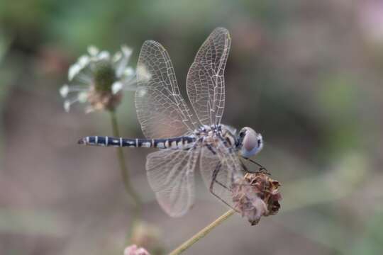 Selysiothemis Ris 1897 resmi