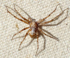 Image of Philodromus pinyonelis Schick 1965