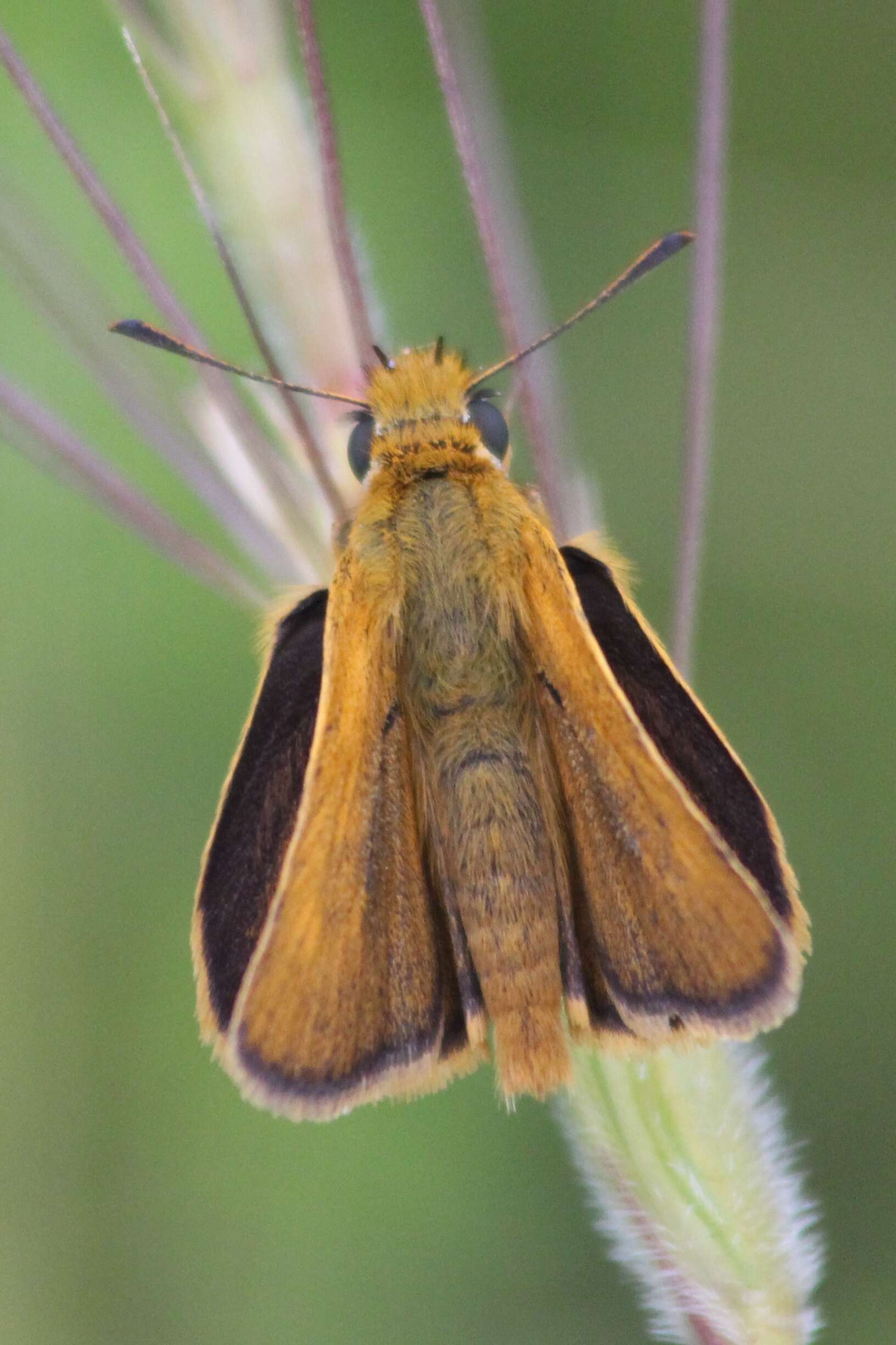 Image of lulworth skipper