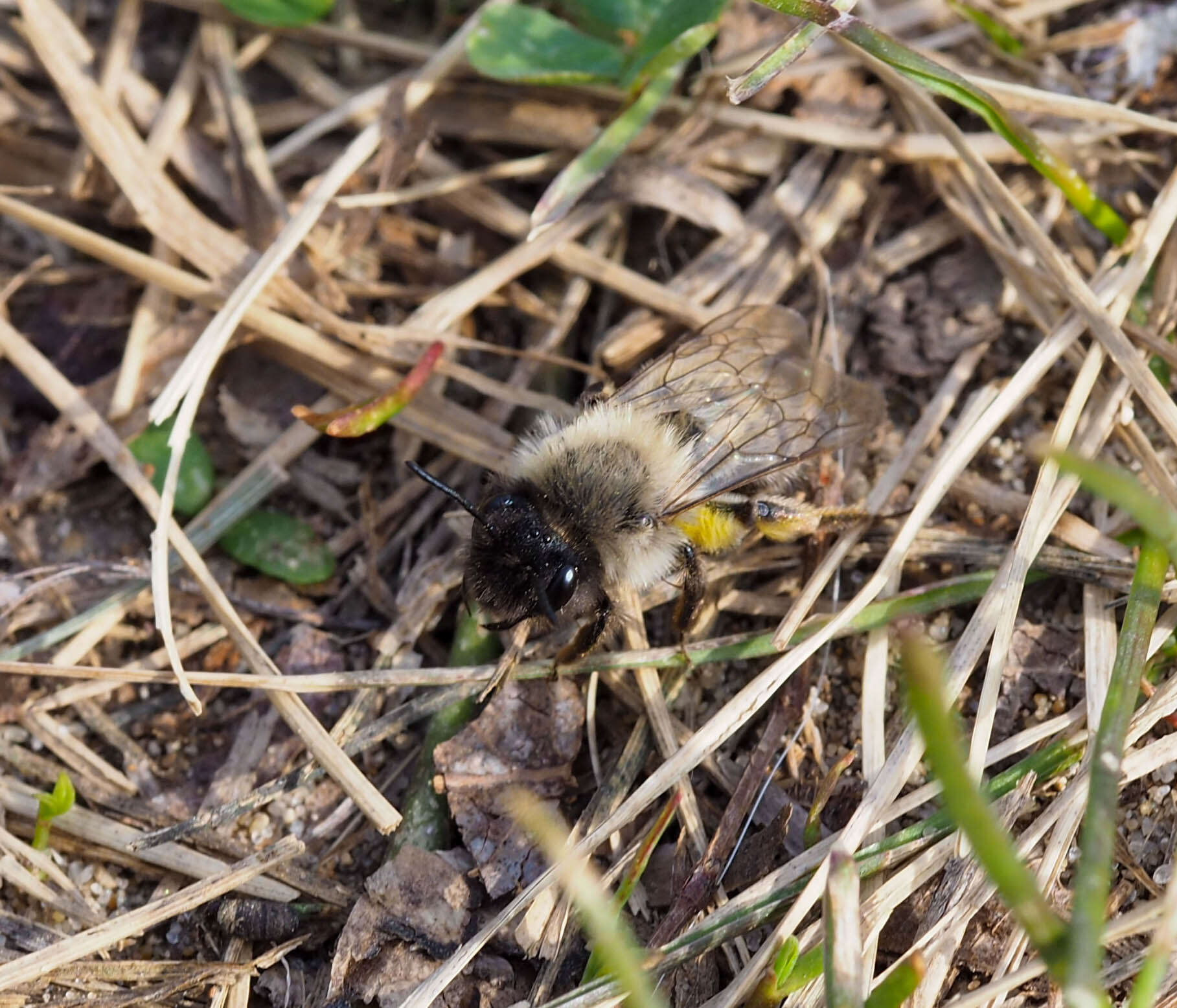 Image of Andrena nycthemera Imhoff 1868