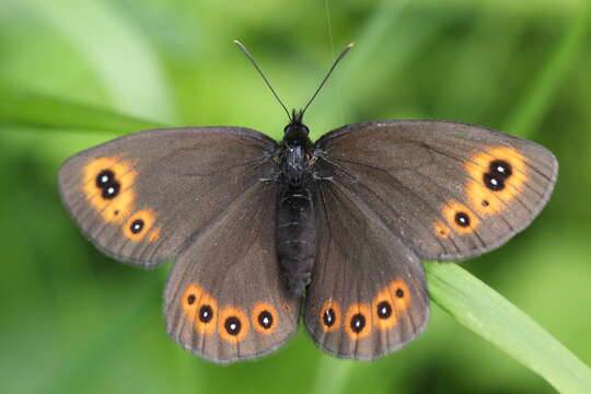 Image of woodland ringlet