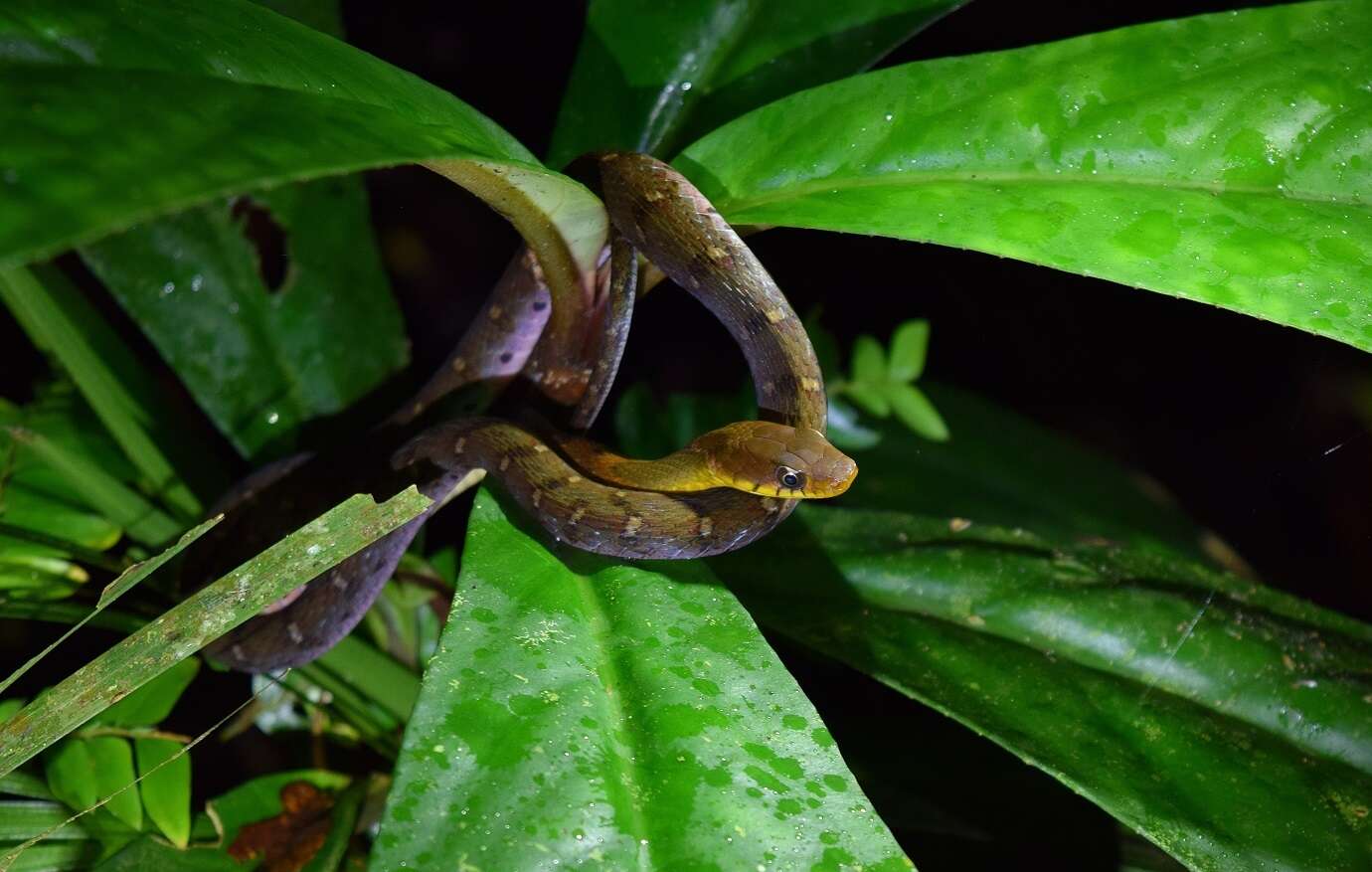 Image of Southern Water Snake