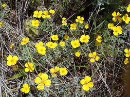 Imagem de Eschscholzia ramosa (Greene) Greene