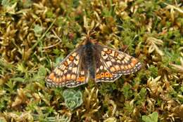 Image of Euphydryas aurinia