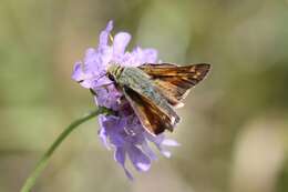 Image of Common Branded Skipper