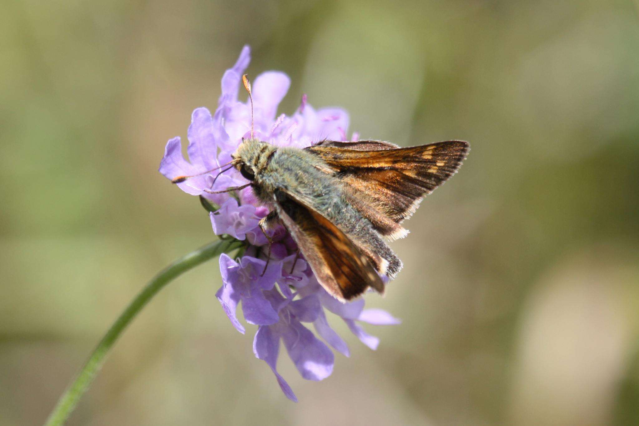 Image of Common Branded Skipper