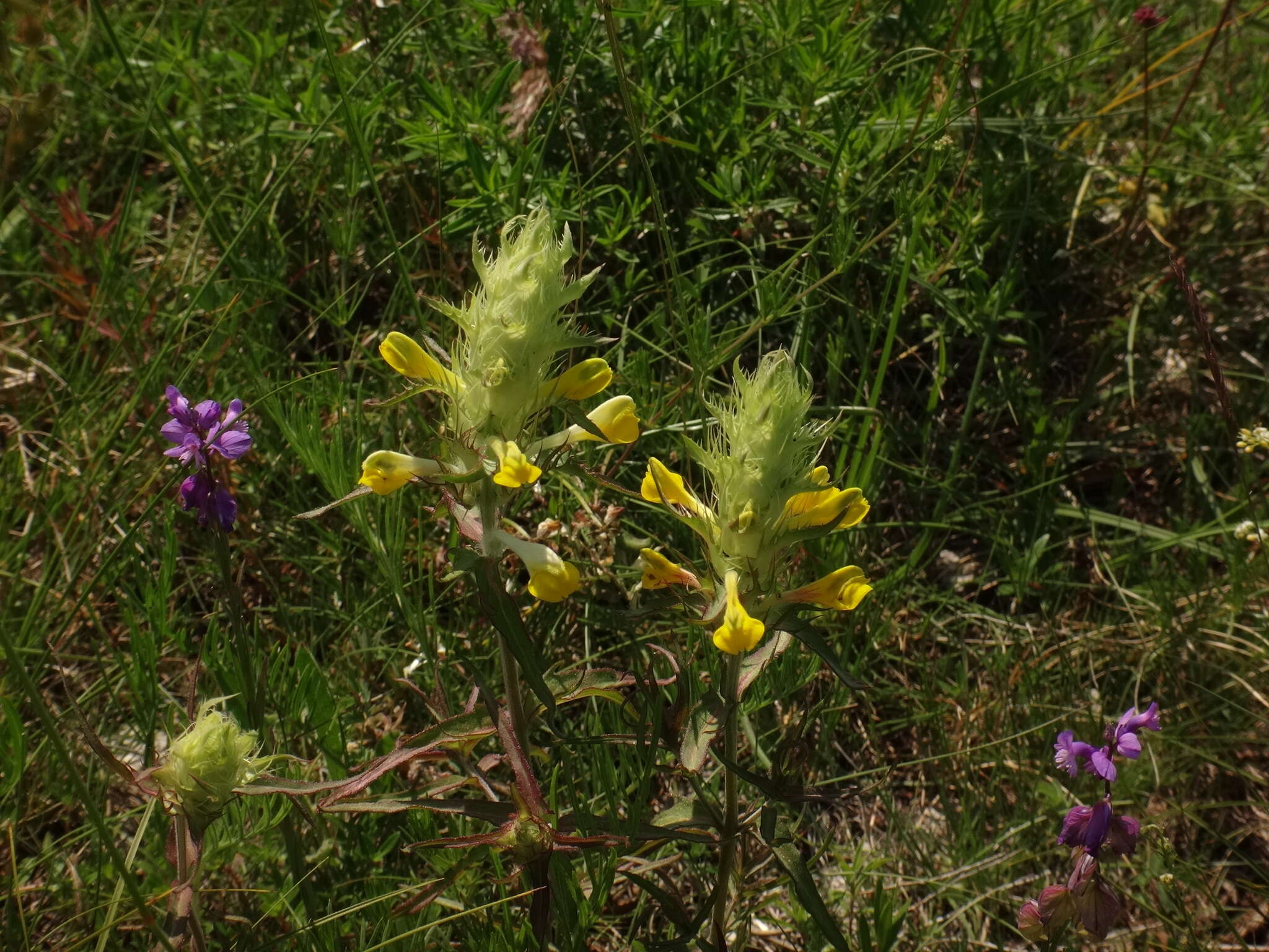 Image of Melampyrum carstiense (Ronn.) Fritsch