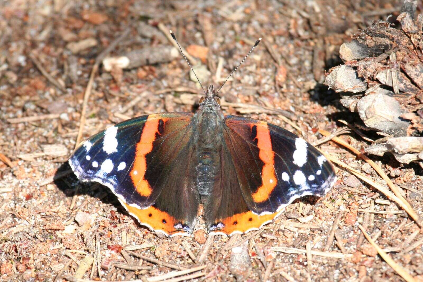 Image of Red Admiral