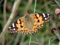 Image of Vanessa cardui