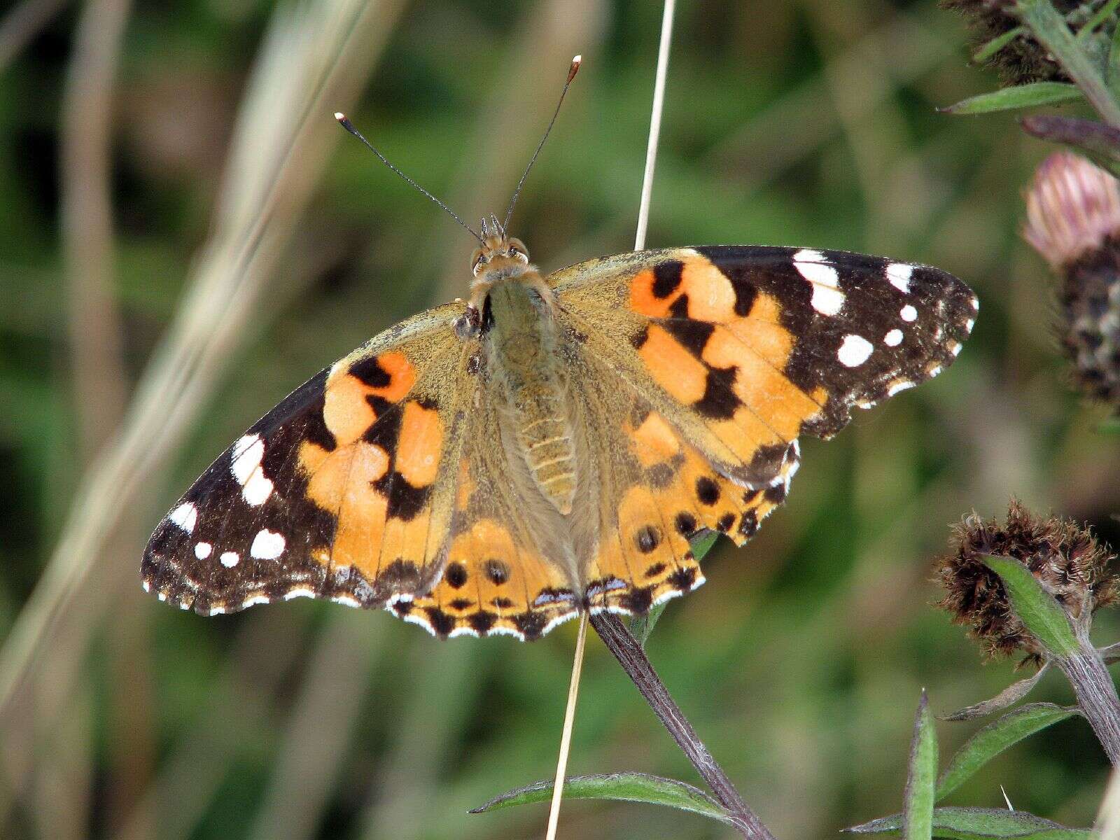 Image of Vanessa cardui