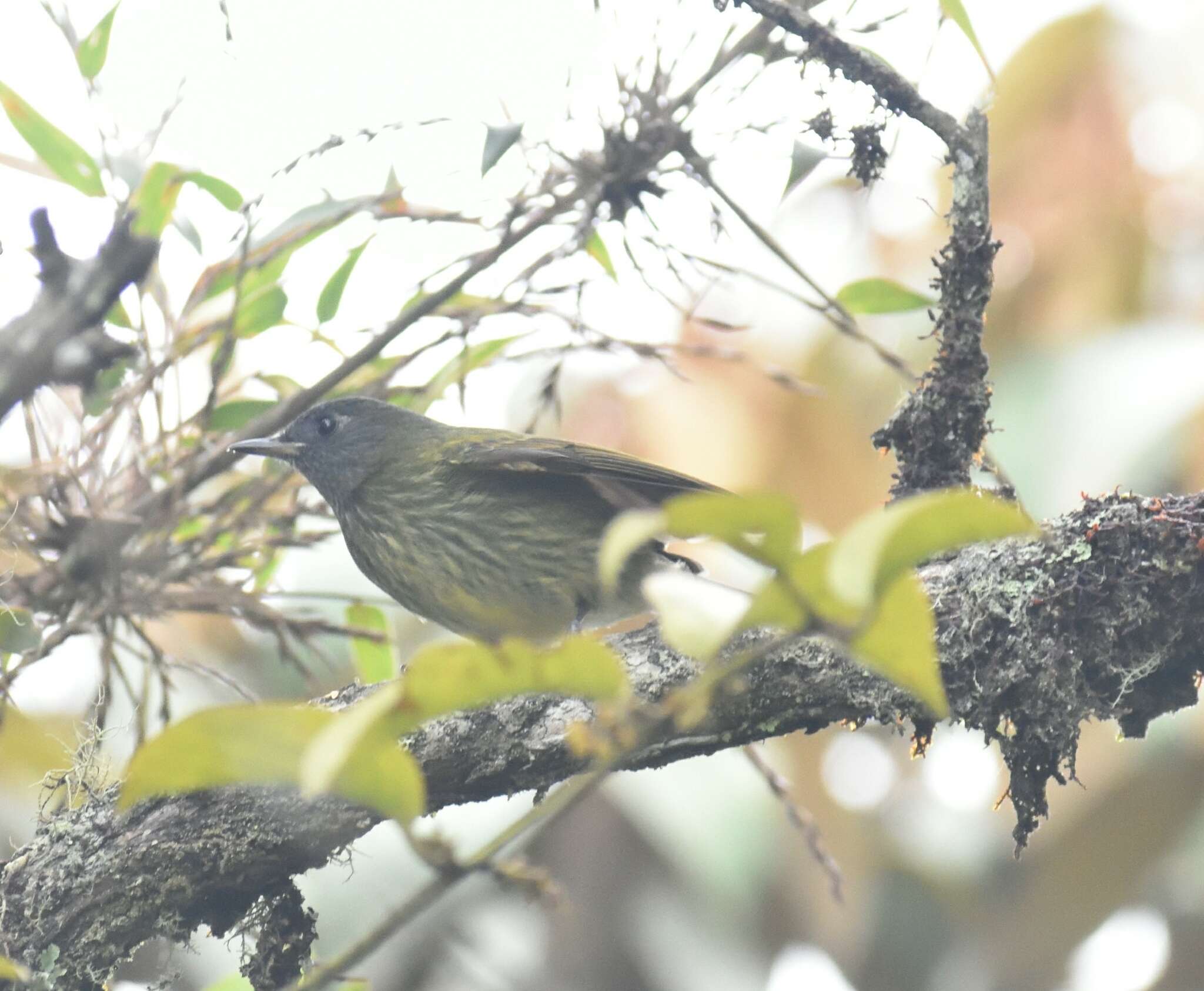 Image of Streak-necked Flycatcher