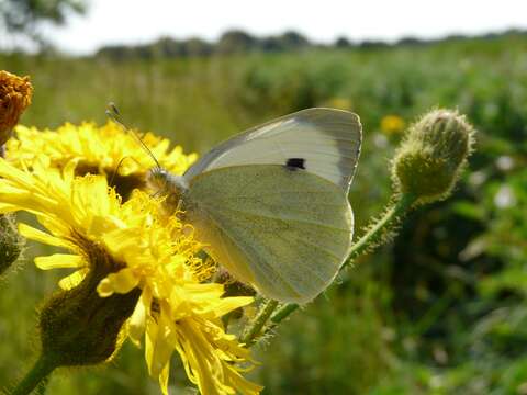 Image of marsh sow-thistle