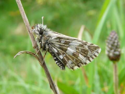 Image of Grizzled skipper