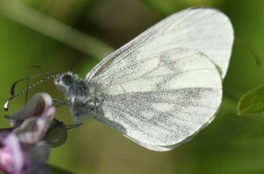 Image of Wood White