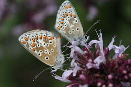 Image of sweet marjoram