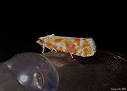 Image of European pine shoot moth