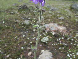 Image de Salvia nana Kunth