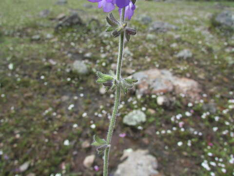 Image of Salvia nana Kunth