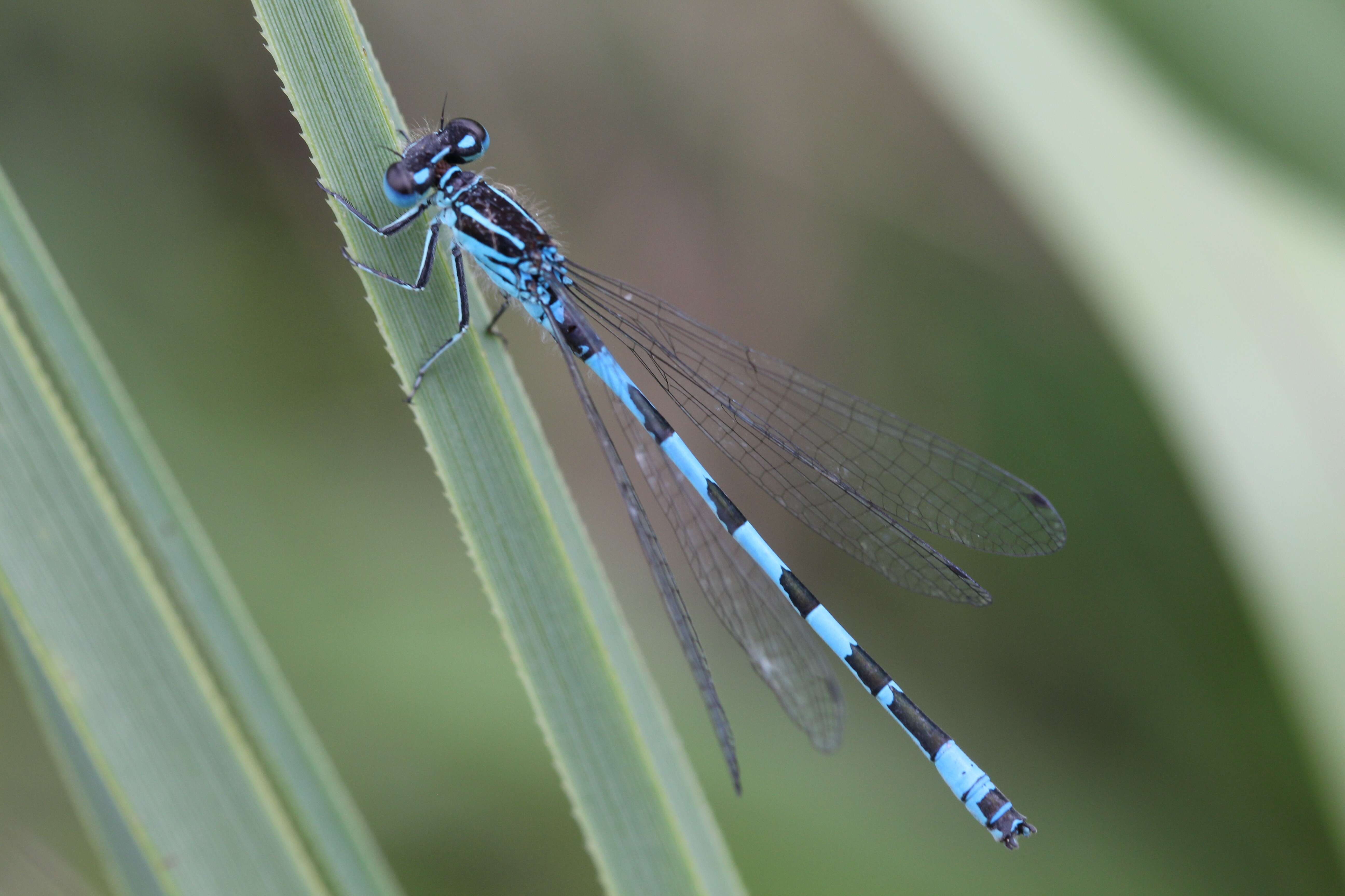 Image of Southern Damselfly