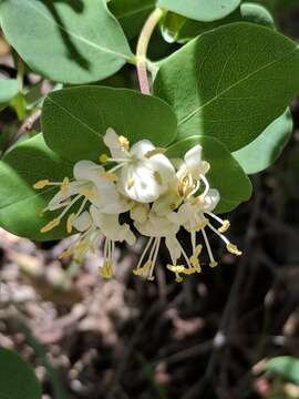 Image of western white honeysuckle