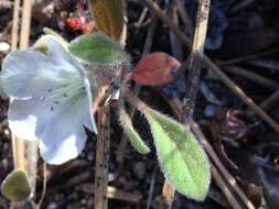 صورة Nemophila pulchella Eastw.