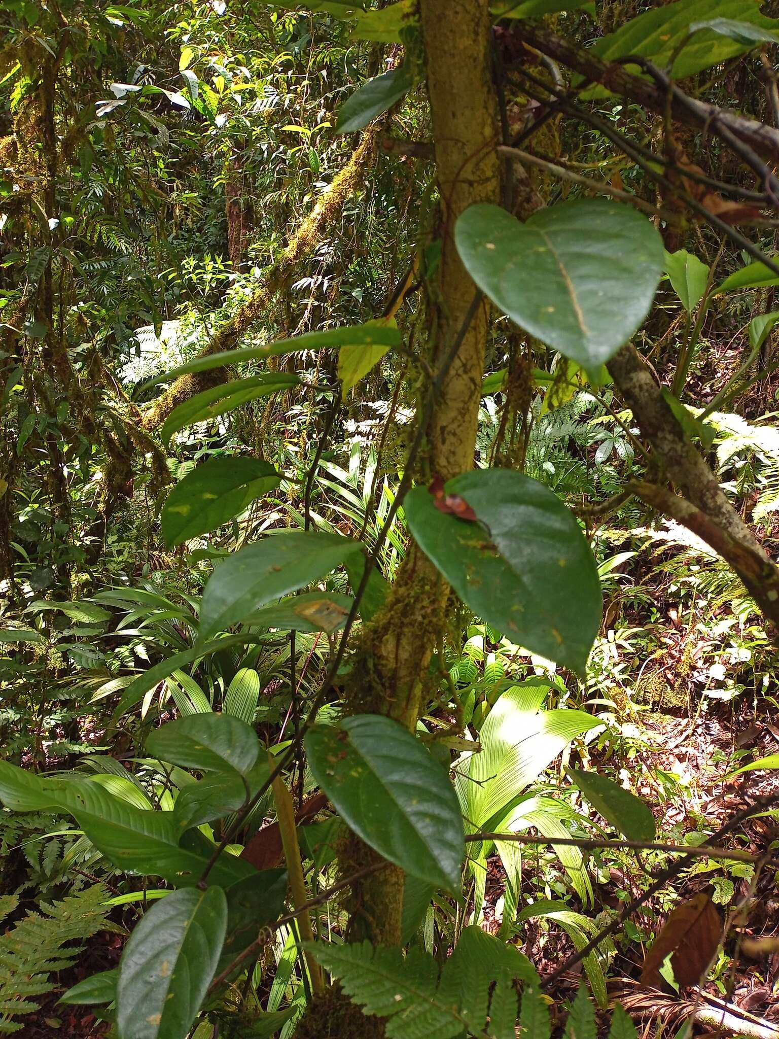 Passiflora ambigua Hemsl. ex Hook. fil. resmi